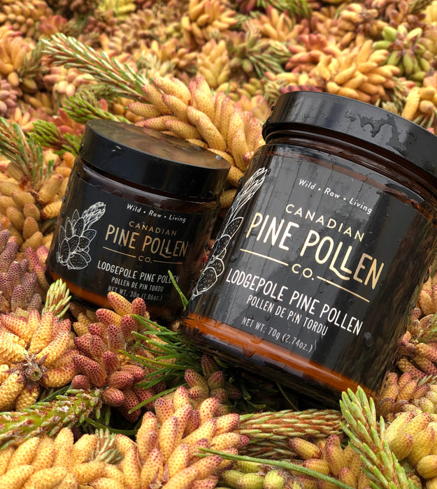 Canadian Pine Pollen - Lodgepole Pine 30g