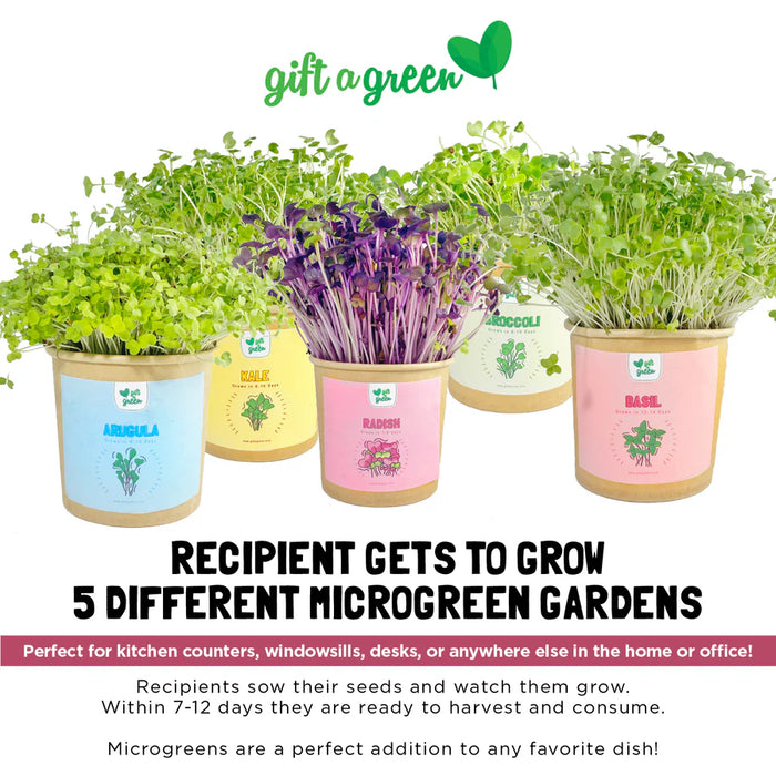 Gift a Green Microgreens Holiday Kit – Kale, Broccoli, Arugula, Basil & Radish (10.6oz) 10.6oz.