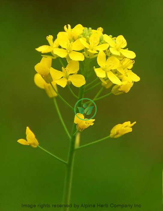 Alpine Herb Company Mustard Seed Oil 100ml