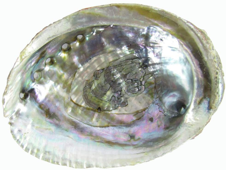 Abalone Shell 4"