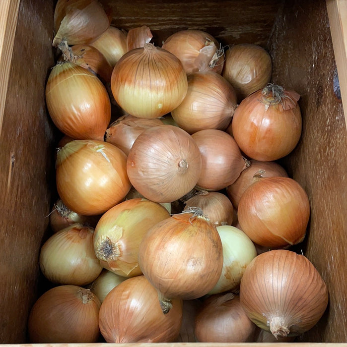Yellow Onion (1 Onion)