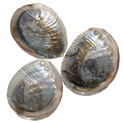 Abalone Shell Small 3" 1 SHELL